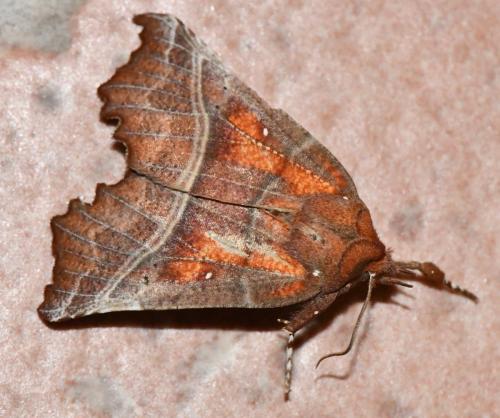Réf. 301 007 : Scoliopteryx libatrix